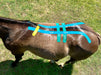 Equi-Tape® application for equine back support and stability. Use this application on equine athletes, or horses recovering from back injuries or stifle, hock or lower leg injuries to reduce back soreness from compensation. 