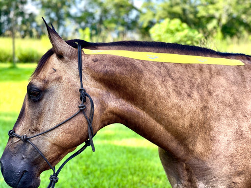 Equi-Tape® equine kinesiology taping application for fascia lines. Use for fascia damage, fascia restrictions, and dehydrated fascia along the entire line. 