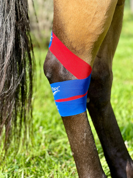 Equi-Tape Application of equine kinesiology tape for horse's hock. Use this application to support and stabilize the hock after surgery, joint injections, injuries and dysfunctions like bone spavi, thoroughpin, capped hocks, sprains, tears, inflammation, swelling and more. Equi-Tape is clinically prove to help hock, no side effects, no active ingredient, safe for you and your horse. 