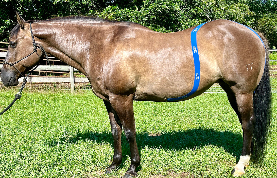 Equi-Tape® application to connect the horse's hind-end to their core, activating the hind-end with each step. 