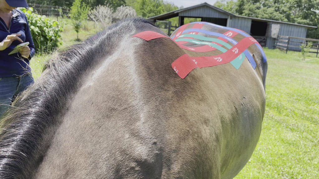 Equi-Tape®'s equine kinesiology taping for full back support and stabilization This application works great for horses who have had a back injury anywhere in the T-spine, L-spine, and S-spine. 