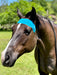 Equi-Tape® application to encourage a more grounded less spooky horse. Utilizes neuro pathway and acupressure points to help the horse relax and focus on you instead of the world around them. 